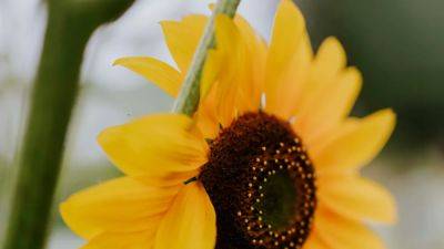 Sunflower: How and when to grow sunflowers | House & Garden
