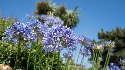 Agapanthus: How to plant, grow and care for the flowers in the UK | House & Garden