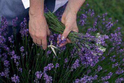 What I Do With My Lavender Harvest