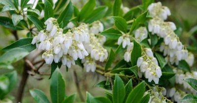Best Shrubs to Grow in Shade