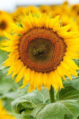 Growing sunflowers in pots: easy step-by-step guide