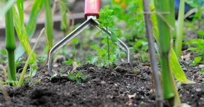 Five Ways to Eradicate Weeds