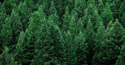 The Best Pine Trees: 41 Noteworthy Varieties