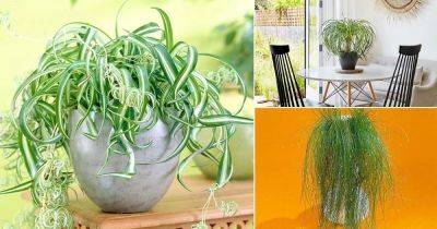14 Unique Indoor Plants that Look Like Hair Strands