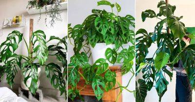 Monstera Acacoyaguensis Care and Growing Guide