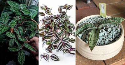 16 Stunning Indoor Plants with Black Striped Leaves