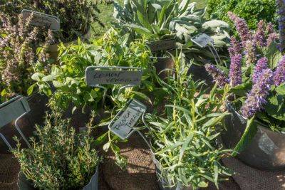 Learn Plant Families to Help You Grow as a Gardener