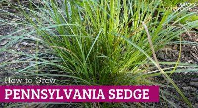 Growing Pennsylvania Sedge: A No-Fuss, Reliable Native Plant