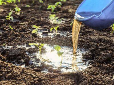 Choosing And Using Liquid Fertilizer For Vegetables