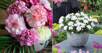 Carnation Flower Meaning and Symbolism