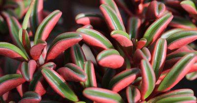 How to Grow and Care for Ruby Glow Peperomia