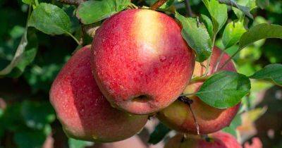 How to Grow and Care for Braeburn Apple Trees