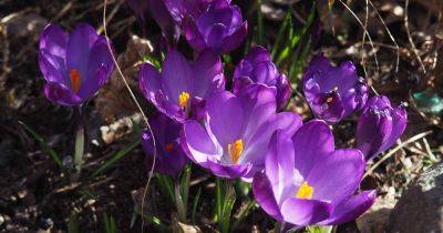 How to Lift and Store Crocus Bulbs
