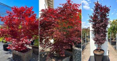 Fireglow Japanese Maple Information and Care Guide
