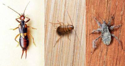 11 Common Tiny Black Bugs in Bathroom with No Wings