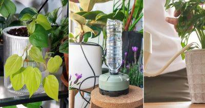 11 Indoor Plant Watering Tricks to Water So Many Plants in So Less Time