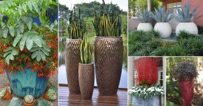 30 Best Architectural Plants to Grow in Containers