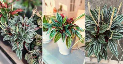 Peperomia Rosso Care and Growing Guide