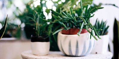 Here's How to Care for Your Plants When on Vacation