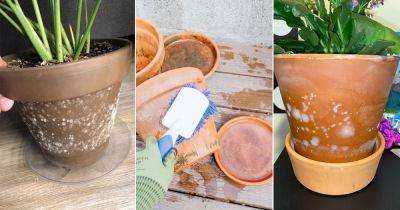 How to Get Rid of Mold on Clay and Terracotta Pots