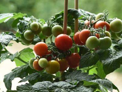 Brian Minter: Mini vegetable varieties have so much potential in our gardens