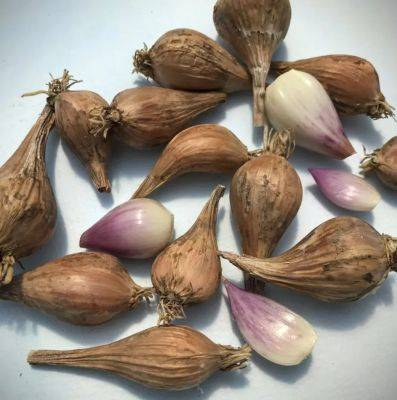how to grow shallots (+ some late-season succession tips), with k greene