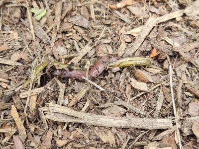 Frequently Asked Questions (FAQs): Hammerhead Worms in South Carolina