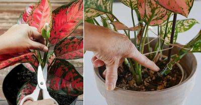 Growing Aglaonema from Stem Cuttings and Branches