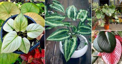 21 Best Types of Homalomena Varieties You Can Grow