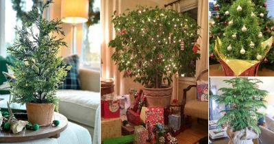 14 Houseplants That Can be Used as Christmas Tree Alternatives