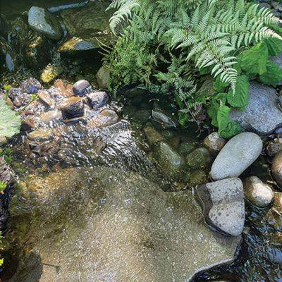 Tips on Cleaning a Water Feature, Defending Plants From Hungry Rabbits, and More