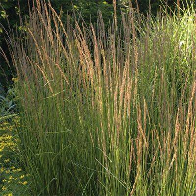 A Guide to Growing Reed Grasses: Best-Performing Varieties and Care
