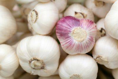 How to grow garlic: easy step-by-step guide