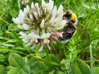 What Is a Bee Lawn? Plus How to Plant One
