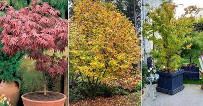 14 Maple Trees with Unique Leaves and Colors