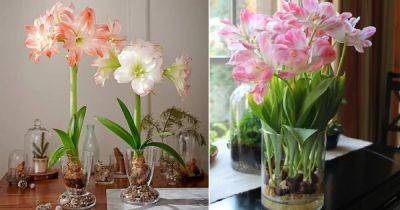 How to Grow Any Bulb in a Glass of Water