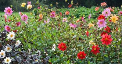 8 things you need to know about growing dahlias