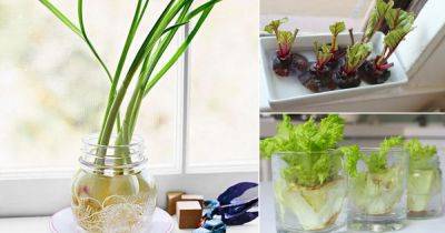 12 Delicious Edibles You Can Re-Grow in Water