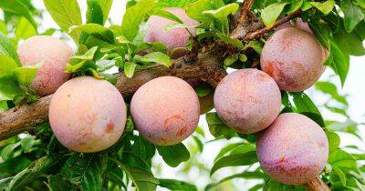 How to Grow Plumcots and Pluots