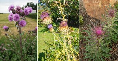 13 Native Weeds with Thistles