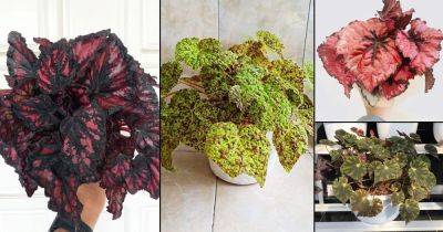 30 Stunning Types of Rex Begonia Varieties