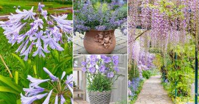 25 Beautiful Types of Lilac Flowers