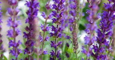 How To Grow And Care For Salvia