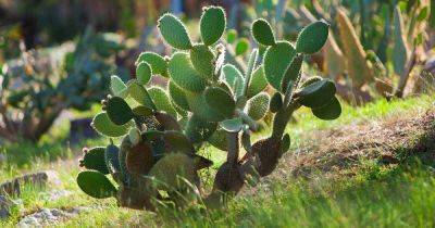 How to Identify and Control 11 Cactus Pests