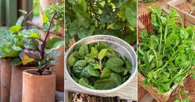 11 Malabar Spinach Benefits That'll Make You Grow It