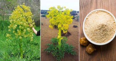 How to Grow Hing Plant | Growing Asafoetida