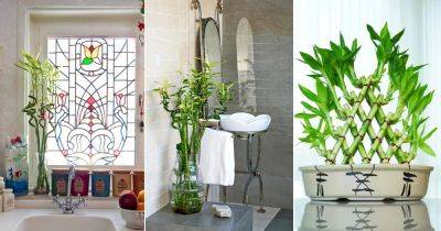 Best Places in Home to Keep Lucky Bamboo