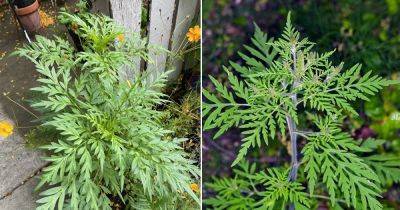 Ambrosia Artemisiifolia Plant Information | Annual Ragweed