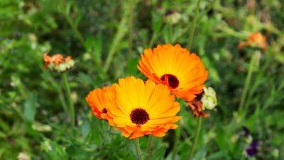 How to grow marigolds | House & Garden