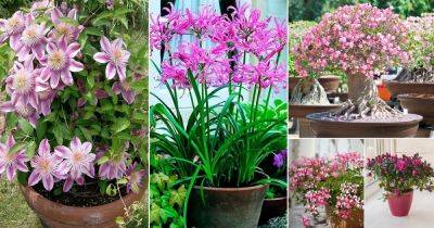 100 Best Pink Flowers for Garden and Containers